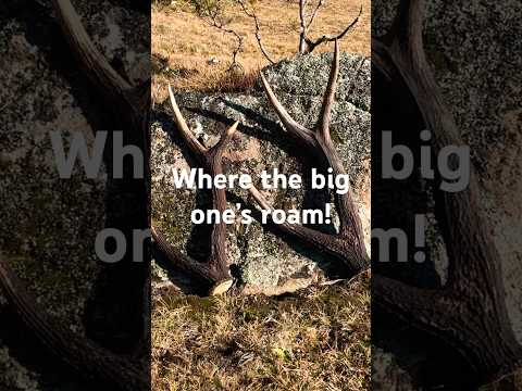 Great sticks! #outdoorsman #castantlers #backpacking