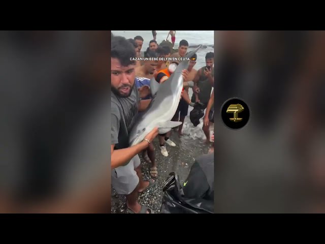 Salvajes marroquíes se "cargan" a un bebé delfín