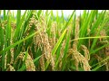 Golden Rice Ripe Harvest