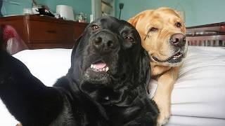 You Laugh You Lose 😹 Funniest Cat & Dog and Animal of 2026 Ever!