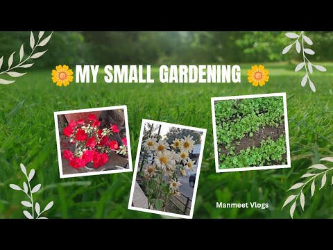 MY SMALL HOME GARDEN UPDATE 🌱| VLOG