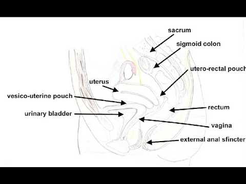 Female pelvis sagittal section View
