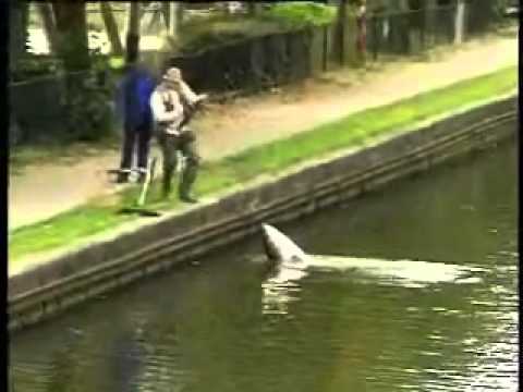 Trigger Happy TV - Big Fish