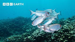 A Step-By-Step Guide to Underwater Wildlife Photography | Framed In Nature | BBC Earth