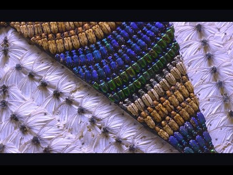Thumbnail for Amazing BUG ART by John Hampson - WildTravelsTV.com by John Hampson