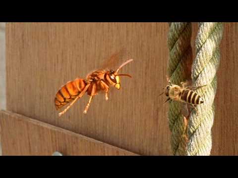 Honeybees Fight Back! The Amazing Hot Defensive Bee Ball in Action