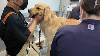 【病院】注射が痛くてもじっと耐えるゴールデンレトリバーが可愛すぎる【犬との暮らし】[Golden Retriever japan]