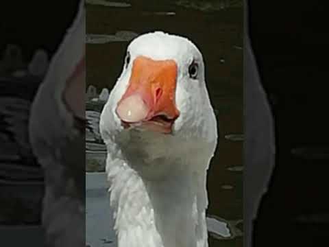 Apple Schorle ~ ERREICHEN ( Official Video) | prod. Malu