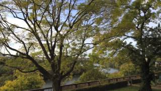 AC Newman - There&#39;s Money In New Wave (piano cover by Ina Simone &amp; The Lonesome Thrones)