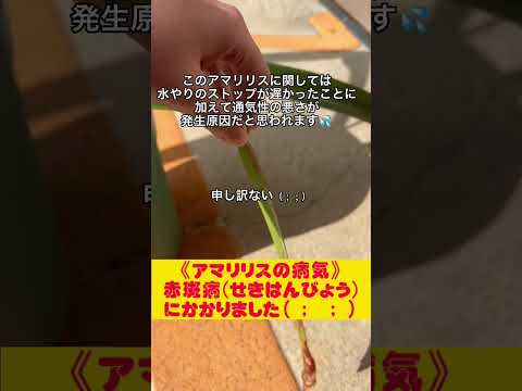 球根植物を保管することがなぜ重要なのでしょうか?アマリリスの花後の保存方法は？  庭園