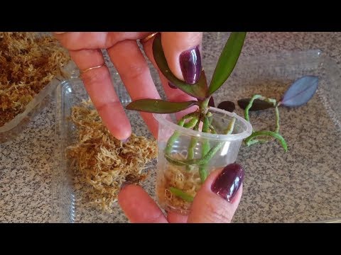 Пересадка сеянцев фаленопсиса (3 года и 8 мес)