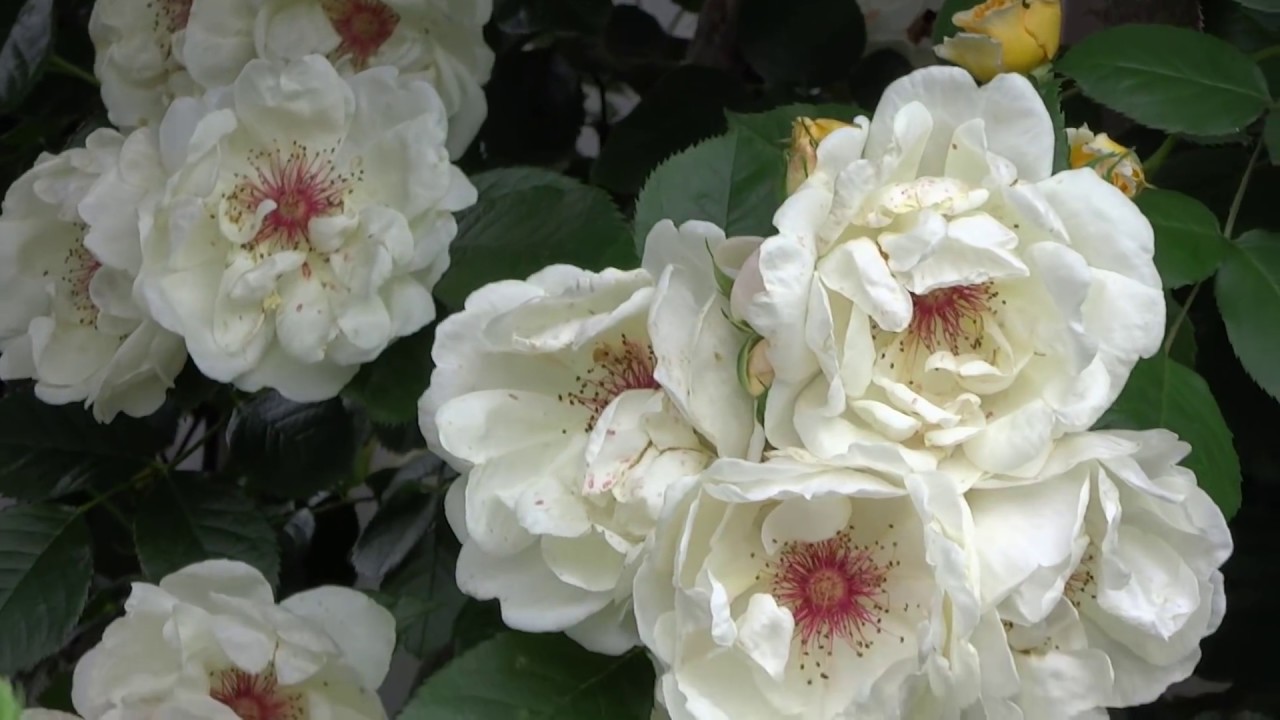 ２０１７年５月ローズガーデン