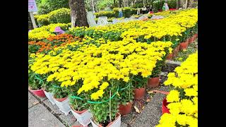 💐Blossoming Beauty: A Stunning Flower Display in HCMC Vietnam #vietnam #tet #mediation #all2share