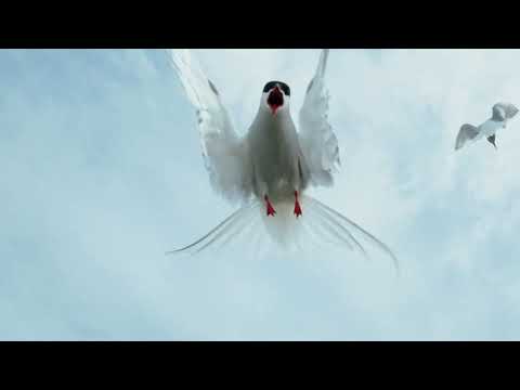 bitykradne - materia