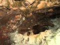 Cheddar Wmv