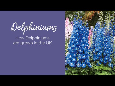 How Delphiniums are grown in the UK
