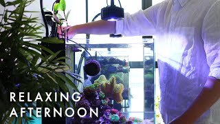 A Relaxing Afternoon with my Saltwater Reef Tank | Blue Reef Tank