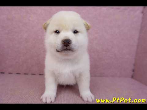 09/11白色柴犬公幼犬