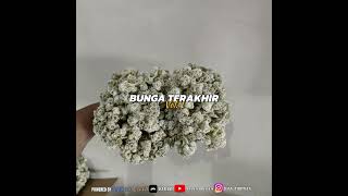 Download lagu DJ BUNGA TERAKHIR-BEBI ROMEO BREAKBEAT MENOLAK GALAU VOL.1 [ RIAN THIRTEEN ] mp3