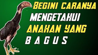 Download lagu pemula harus tahu ini. cara mengetahui anakan ayam bagus. mp3