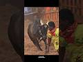 Rowdy ️ Jallikattu Videos