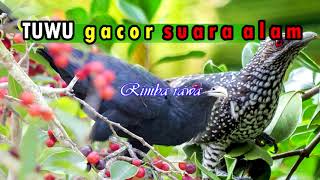 Download lagu Suara burung tuwu gacor alam liar.pikat burung tuwu mp3. mp3 Download lagu Suara burung tuwu gacor alam liar.pikat burung tuwu mp3. mp3