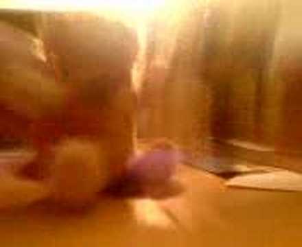 download lagu mp3 mp4 Die Schlmpfe Lied, download mp3 Die Schlmpfe Lied free downloadn, video klip Die Schlmpfe Lied