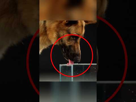How dogs drink water 😮#telugu #telugushorts
