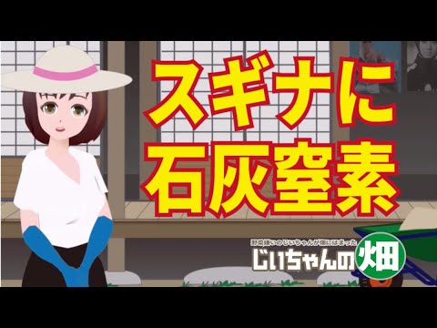 園芸 スギナ、ヒマラヤスギナ、巨大スギナ