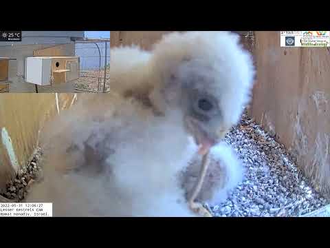 Boom, Falcon Nestling Eats Snake: Lesser Kestrel Nestling Swallows Snaked Delivered by His Father.