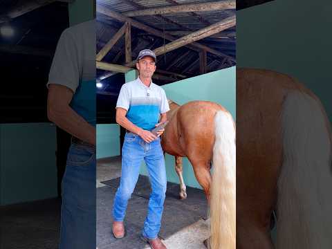 #asmr #horse #farrierlife #farrier #satisfying #horsemanship #horsecare #oddlysatisfying #horseshoe