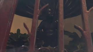 途中広告なし Jeanneke Pis at Brussels