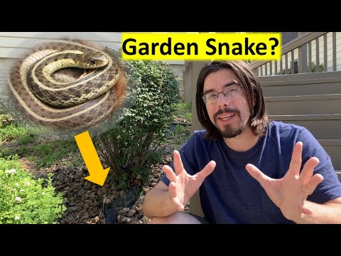 庭でイースタンガータースネークを探してみよう！