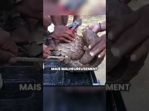Le pangolin blessé  #animaux #pangolin #nature