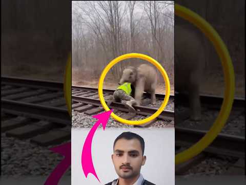لحظة تحبس الأنفاس: إنقاذ فيل صغير من أمام قطار مسرع!#دويتو #اكسبلور #تصميمي #automobile