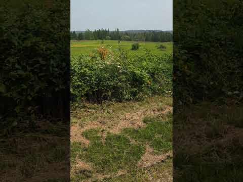 beautiful prairie views from a bike trail #nature #outdoors #hiking #biking #wisconsin