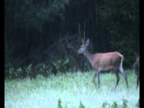 Hirsch und Sau erlegt - Erlegerinterview