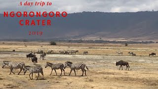 Day trip to Ngorongoro highlights