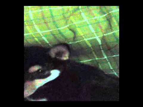 卷卷的大絕招(原發表者:卷卷爸)(影片)