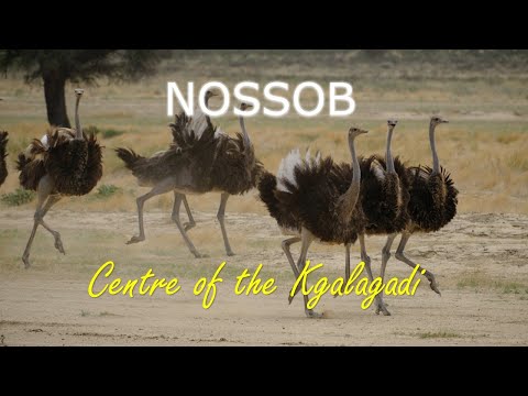 Experiencing the Kgalagadi: Nossob Rest Camp.