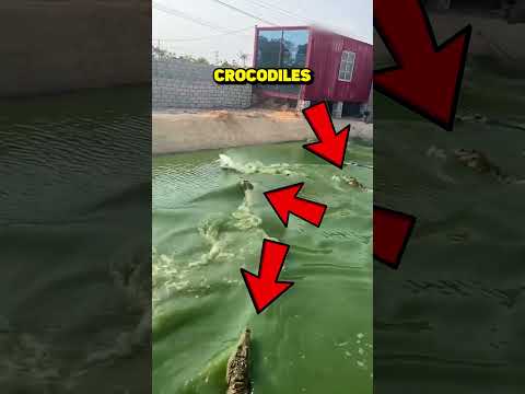 CE CANARD AFFRONTE DES CROCODILES… PUIS FAIT QUELQUE CHOSE D’INCROYABLE 😱🦆🐊