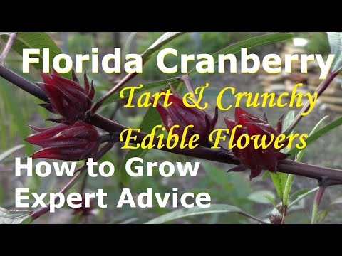 , title : 'How to Grow Edible Hibiscus AKA Florida Cranberry!'