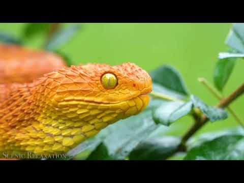 Beauty Of Wildlife (edit by :Tharushi Nethma )