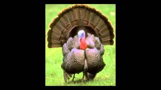 Wild Turkey Facts