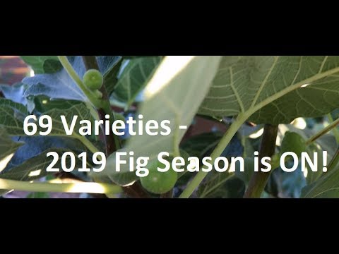 2019 Fig Season is On!