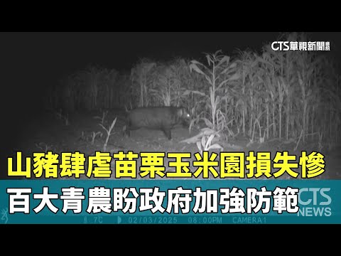 山豬肆虐苗栗玉米園損失慘　百大青農盼政府加強防範