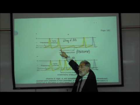 NEURAL INNERVATION OF THE HEART pp  190 & 191 by Professor Fink