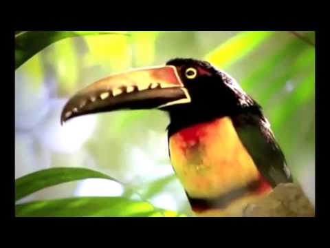 Motivos Llaneros - Lucía Valentina Ft. Hugo Chávez