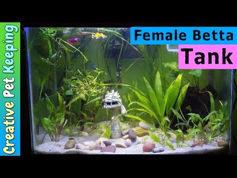 Starting a female BETTA SORORITY TANK with Guppies #BettaFish
