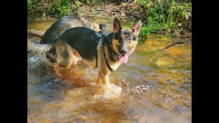 Dog POV on Beautiful Hike - German Shepherd